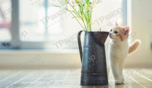 網(wǎng)上商城需要多少錢(qián)？企業(yè)要考慮哪些問(wèn)題